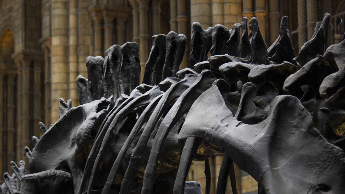 Sagaband dinosaur skeleton showing detailed vertebrae and ribs in museum hall