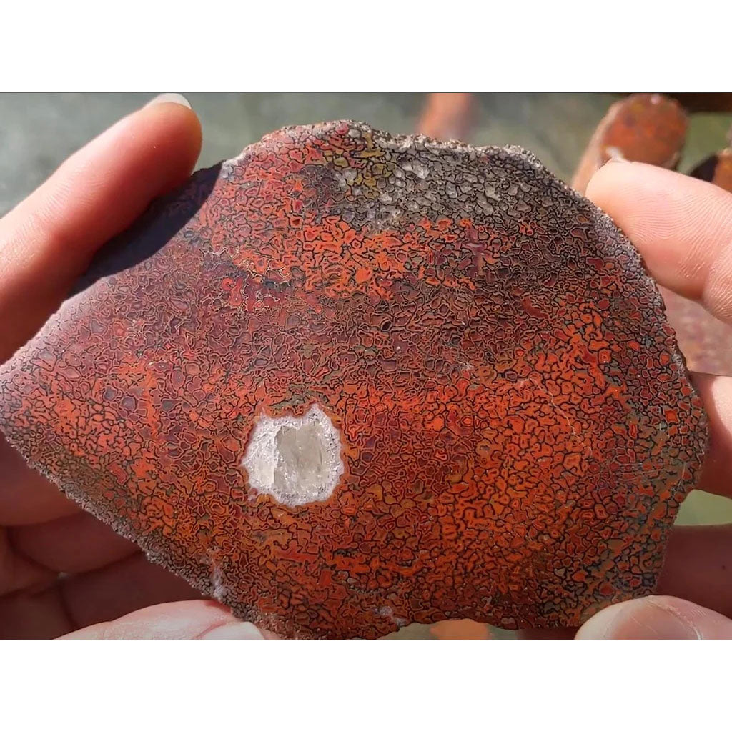 Dinosaur bone fossil fragment, reddish-orange with unique pattern