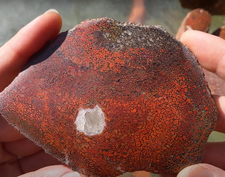 Close-up of T-Rex fossilized bone